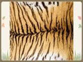 人教版美術(shù)三年級下冊 動物的花衣裳 課件PPT+教案