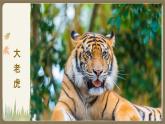 人教版美術(shù)三年級下冊 動物的花衣裳 課件PPT+教案