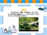 人教版美術(shù)三年級(jí)下冊(cè)  保護(hù)珍稀野生動(dòng)物 課件PPT+教案