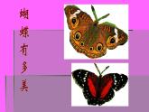 第20課  美麗的植物和動物（課件） 美術(shù)一年級上冊-人教版