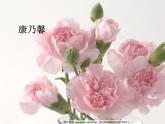 第11課　花兒寄深情（課件） 美術一年級上冊-人教版
