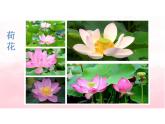 第11課　花兒寄深情（課件） 美術一年級上冊-人教版