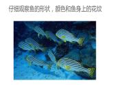 第8課　魚兒游游 (2)（課件） 美術(shù)一年級上冊-人教版