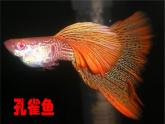 第8課　魚兒游游(9)（課件） 美術(shù)一年級上冊-人教版