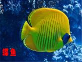 第8課　魚兒游游(9)（課件） 美術(shù)一年級上冊-人教版