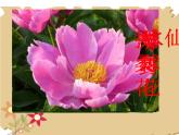 第11課　花兒寄深情(2)（課件） 美術一年級上冊-人教版