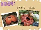 第11課　花兒寄深情(2)（課件） 美術一年級上冊-人教版