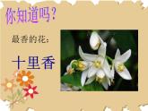 第11課　花兒寄深情(2)（課件） 美術一年級上冊-人教版