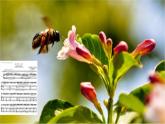 第20課　美麗的植物和動物_（課件） 美術(shù)一年級上冊-人教版