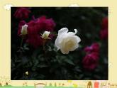 第11課　花兒寄深情(1)（課件） 美術一年級上冊-人教版