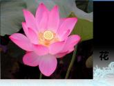 第11課 花兒寄深情(1)（課件） 美術一年級上冊-人教版