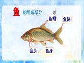 第8課　魚的畫法(1)（課件） 美術(shù)一年級上冊-人教版