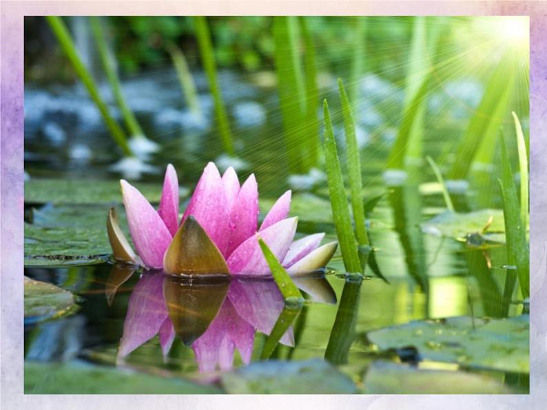 小学五年级下册美术课件-第18课映日荷花别样红-浙美版(40张)ppt课件03