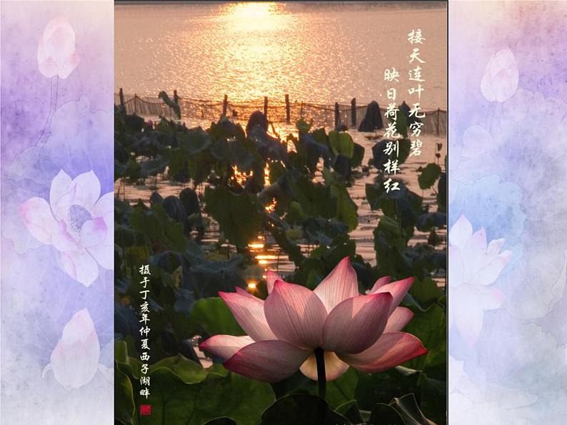 小学五年级下册美术课件-第18课映日荷花别样红-浙美版(40张)ppt课件04