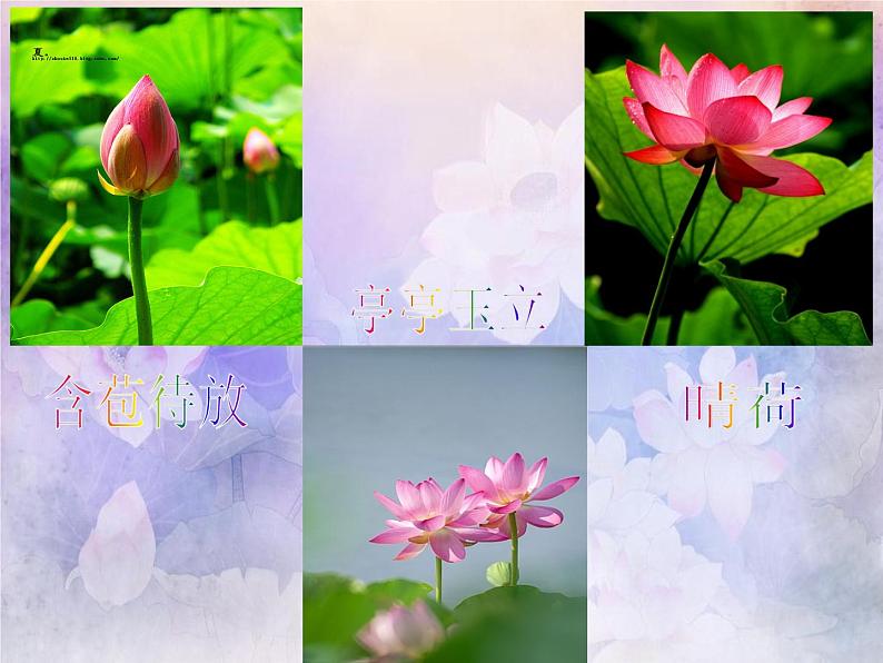 小学五年级下册美术课件-第18课映日荷花别样红-浙美版(40张)ppt课件05