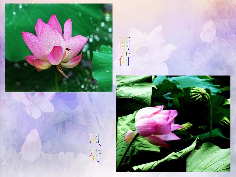 小学五年级下册美术课件-第18课映日荷花别样红-浙美版(40张)ppt课件06