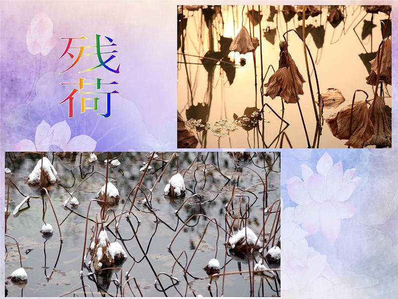 小学五年级下册美术课件-第18课映日荷花别样红-浙美版(40张)ppt课件07
