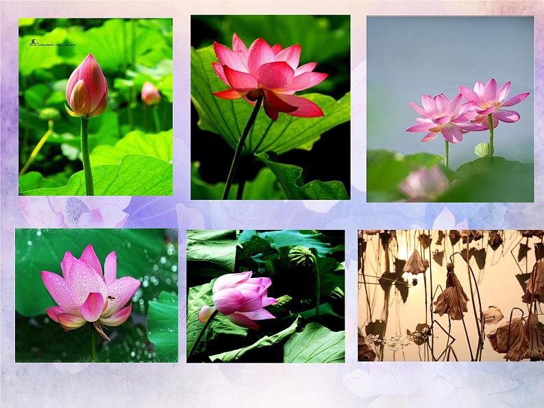 小学五年级下册美术课件-第18课映日荷花别样红-浙美版(40张)ppt课件08