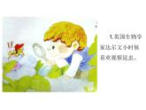 小學(xué)二年級上冊美術(shù)課件-2.5巧救小昆蟲-嶺南版(29張)ppt課件