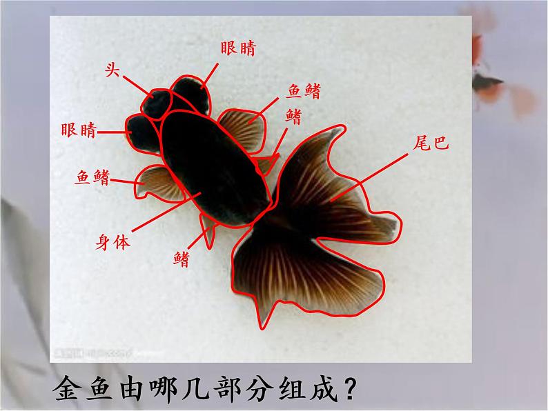 小学五年级上册美术课件-6.水墨动物湘美版(24张)ppt课件07