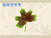 小学美术课件-第11课拓印树叶真有趣-人美版(19张PPT)ppt课件