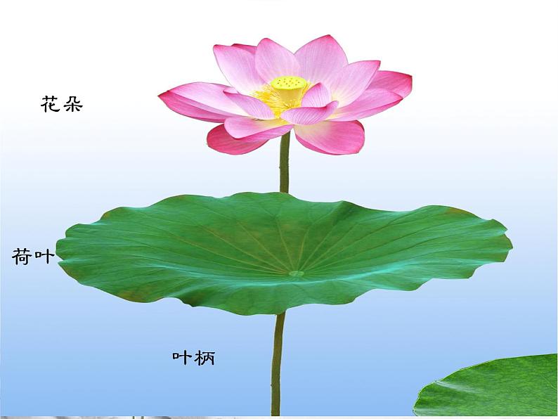 小学五年级下册美术课件-第18课映日荷花别样红-浙美版(17张)ppt课件05