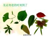 小學(xué)美術(shù)課件-第11課拓印樹葉真有趣-人美版(13張PPT)ppt課件