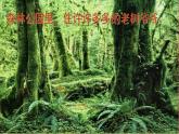 小學(xué)二年級上冊美術(shù)課件-3.8給樹爺爺畫像-嶺南版(26張)ppt課件