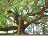 小學(xué)二年級上冊美術(shù)課件-3.8給樹爺爺畫像-嶺南版(26張)ppt課件
