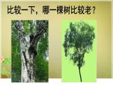 小學(xué)二年級上冊美術(shù)課件-3.8給樹爺爺畫像-嶺南版(24張)ppt課件
