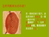 小學(xué)二年級上冊美術(shù)課件-3.8給樹爺爺畫像-嶺南版(24張)ppt課件