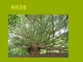 小學(xué)二年級上冊美術(shù)課件-3.8給樹爺爺畫像-嶺南版(24張)ppt課件