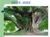 小學(xué)二年級上冊美術(shù)課件-3.8給樹爺爺畫像-嶺南版(27張)ppt課件