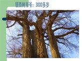 小學(xué)二年級上冊美術(shù)課件-3.8給樹爺爺畫像-嶺南版(27張)ppt課件