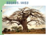 小學(xué)二年級上冊美術(shù)課件-3.8給樹爺爺畫像-嶺南版(27張)ppt課件
