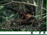 小學(xué)二年級上冊美術(shù)課件-第15課大樹的故事-人美版(33張)ppt課件