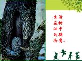 小學(xué)二年級上冊美術(shù)課件-第15課大樹的故事-人美版(33張)ppt課件