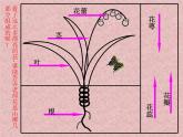 小學(xué)美術(shù)課件-第14課茂密的花-人美版(15張PPT)(1)ppt課件