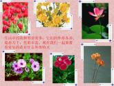 小學(xué)美術(shù)課件-第14課茂密的花-人美版(15張PPT)(1)ppt課件