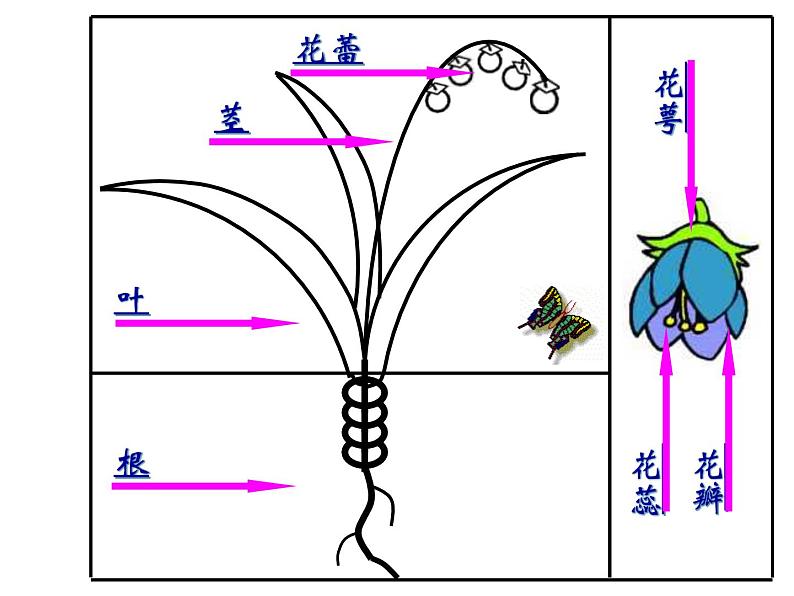 小学美术课件-第14课茂密的花-人美版(18张PPT)(1)ppt课件第4页