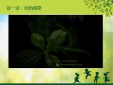 小學美術《第10課美麗的花》課件