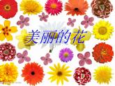 小學美術《第10課美麗的花》課件