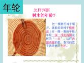 小學(xué)二年級上冊美術(shù)課件-3.8給樹爺爺畫像-嶺南版(39張)(1)ppt課件