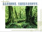 小學(xué)二年級上冊美術(shù)課件-3.8給樹爺爺畫像-嶺南版(39張)(1)ppt課件