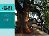 小學(xué)二年級上冊美術(shù)課件-3.8給樹爺爺畫像-嶺南版(39張)(1)ppt課件