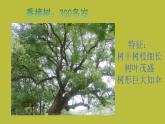 小學(xué)二年級上冊美術(shù)課件-3.8給樹爺爺畫像-嶺南版(22張)ppt課件