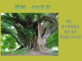 小學(xué)二年級上冊美術(shù)課件-3.8給樹爺爺畫像-嶺南版(22張)ppt課件