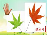 小學(xué)二年級(jí)上冊(cè)美術(shù)課件-3.7美麗的葉子-嶺南版(34張)ppt課件