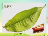 小學(xué)二年級(jí)上冊(cè)美術(shù)課件-3.7美麗的葉子-嶺南版(34張)ppt課件