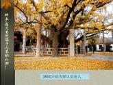 小學(xué)二年級上冊美術(shù)課件-3.8給樹爺爺畫像-嶺南版(43張)ppt課件
